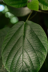 Piper leaf veins macro for concepts of biology and natural pattern
