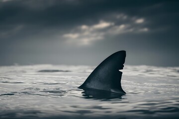 Fototapeta premium Shark fin emerges from dark ocean water under stormy sky