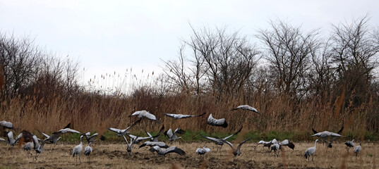 Départ du groupe des grues blanches  vers une autre destination