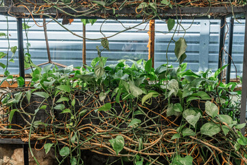 Scindapsus pictus climbing plant close-up for concepts of wild growth and houseplant texture