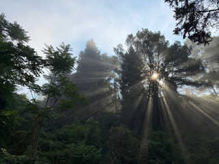Sun shining through forest trees in the  foggy morning.