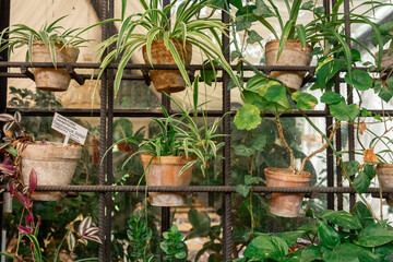Collection of houseplants including tradescantia, spider plant, and pothos on iron shelf –...