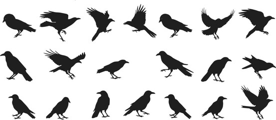 Black crow and raven silhouette vector set, perched and flying bird illustrations for wildlife, nature, Halloween, tattoo, and graphic design