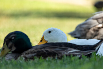 ducks on the grass