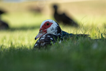 multi-colored duck in the grass