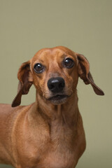 Close up of dachshund with big eyes perfect for pet emotion ads or soulful storytelling content in...