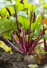 beetroot growing in the garden red table beet growing in a garden in the village, macro photo