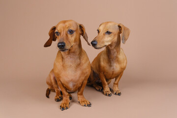 Dachshunds side by side looking up – curiosity and pet attention concept