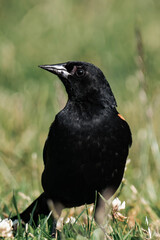 Male red-winged blackbird (Agelaius phoeniceus) in British Columbia, Canada.	