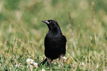 Male red-winged blackbird (Agelaius phoeniceus) in British Columbia, Canada.	