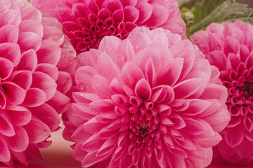 Closeup of blooming pink dahlias for botanical romance and floral beauty