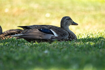 single duck in the grass