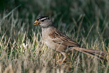 Adult white-crowned sparrow (Zonotrichia leucophrys)