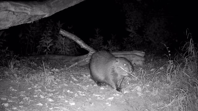 Biber mit &Auml;stchen im Mund, blinzelt in die Kamera, Nachtaufnahme