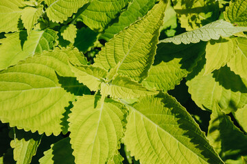 Perilla frutescens green leaves close up for herbal medicine cooking and gardening concept