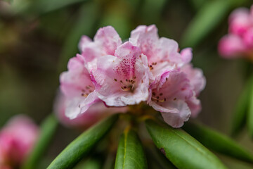 Rhododendron ferrugineum in the open air