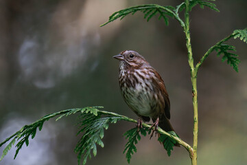 Adult song sparrow (Melospiza melodia) sitting on a tree branch.	