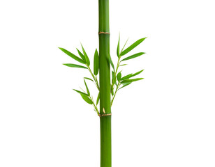  &ldquo;Single Green Bamboo Stem with Fresh Leaves, isolated on transparent background&rdquo;.