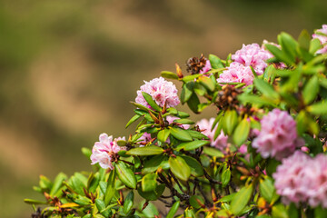 Rhododendron ferrugineum in the open air