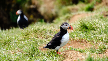Puffins stand on the green grass of Icelands coastline, enjoying the warm sunlight. Their striking colors create a beautiful contrast against the natural backdrop, Bakkagerd, East Iceland, Puffins.