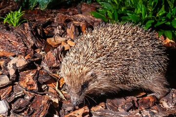 An adorable hedgehog with its distinctive spikes explores a bed of wood chips and green foliage.