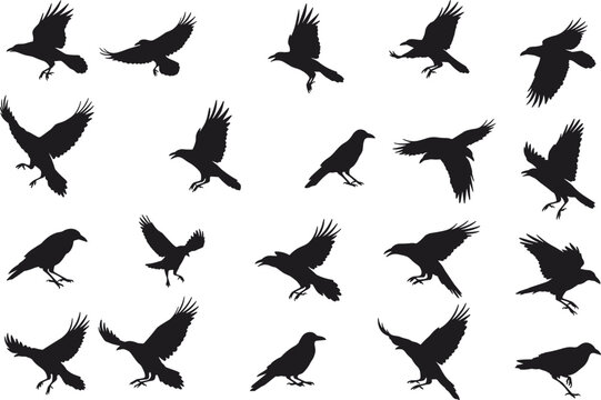 Silhouette collection of flying crow and raven birds in various poses, black vector bird illustrations for nature, wildlife, and graphic design