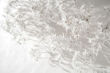 Delicate frosted branches cast soft shadows on a clean white surface, capturing winter's icy beauty in a minimalist aesthetic.