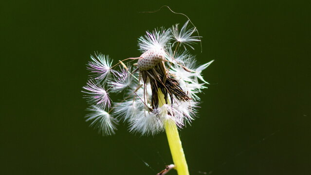 dandelion seed head