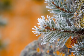 Frost-kissed pine branch with green needles and icy edges, resting against a blurred orange and grey background, creating a winter scene.