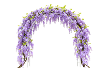 Beautiful archway draped with lush purple wisteria blossoms creating an enchanting natural entrance transparent background