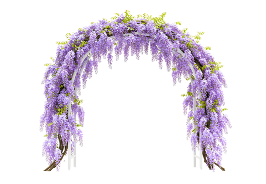 Beautiful archway draped with lush purple wisteria blossoms creating an enchanting natural entrance transparent background