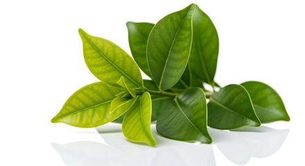 Fresh green plant leaves on white background with reflection