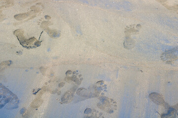 Footprints in the beach sand