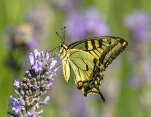 Obraz premium Butterfly on lavender