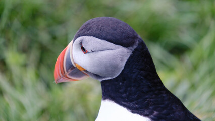 A vibrant puffin stands proudly against a backdrop of green grass in Icelands stunning nature. This bird captures the essence of the wild, highlighting its colorful beak and unique features.