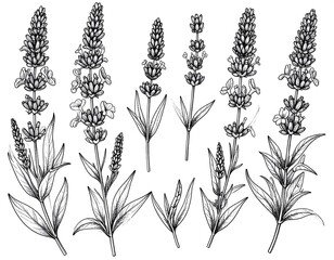 Lavender Botanical Line Art Set