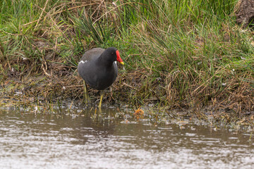 Gallinule poule d'eau,Gallinula chloropus, Common Moorhen