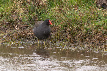 Gallinule poule d'eau,
Gallinula chloropus, Common Moorhen
