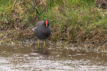 Gallinule poule d'eau,
Gallinula chloropus, Common Moorhen