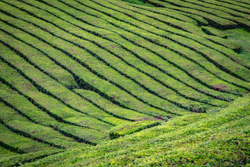 Tea plantations, leaving curious linear shapes and surrounded by vegetation, unique in Europe,...