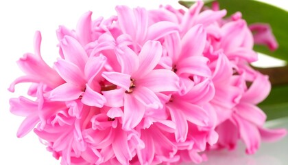 Close-up pink hyacinth bouquet