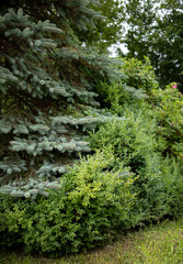 A blue Christmas tree and a green hedge intertwined into one, creating a beautiful landscape in the...