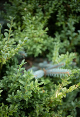 A blue pine branch has grown through a green hedge in the garden