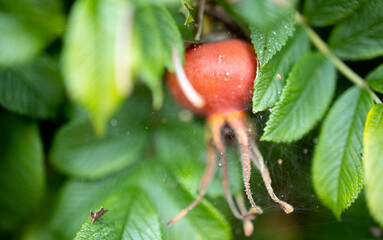 aphids attacked the red berries of a wild rose, rosehip, a beautiful picture of nature in green and...