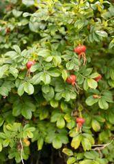 red wild rose berries, rose hips, beautiful picture of nature in green and red colors