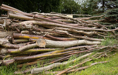a pile of tree branches that will be used as firewood