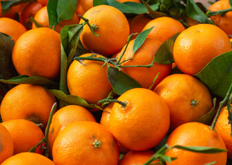 Fresh ripe oranges with green leaves in close-up view, vibrant citrus fruit harvest, healthy organic produce for food, nutrition, and commercial use