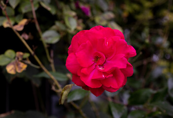 red creeping roses flower in garden macro photography