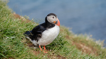 A vibrant puffin stands on lush green grass, gazing toward the breathtaking blue waters of Icelands coastline. This enchanting moment captures the unique wildlife and natural beauty of the region.