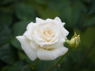 White Rose with Raindrops